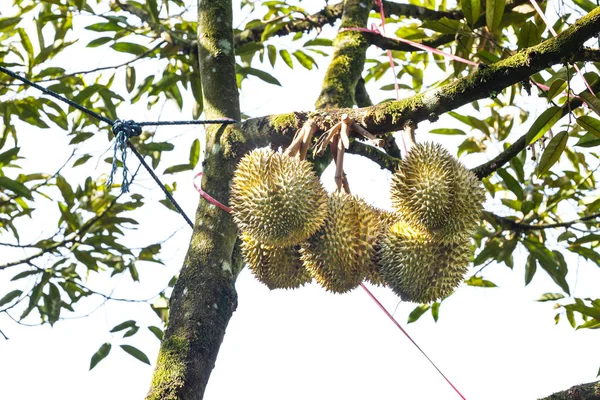 Mon Thong durian, koning van tropische vruchten op boom — Stockfoto