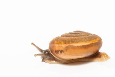 salyangoz üzerinde beyaz yürüyüş