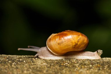 salyangoz üzerinde beyaz yürüyüş