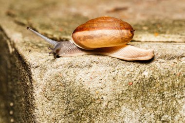 salyangoz üzerinde beyaz yürüyüş