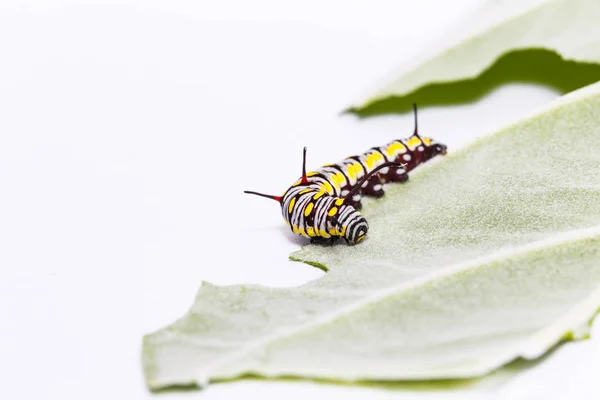 Oruga de tigre llano mariposa comer hoja —  Fotos de Stock