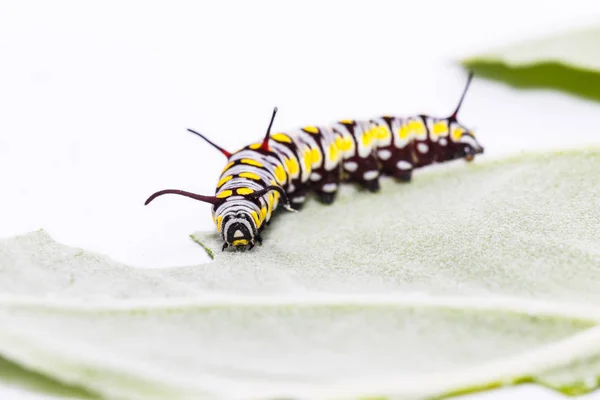Caterpillar de tigru simplu fluture mananca frunze — Fotografie, imagine de stoc