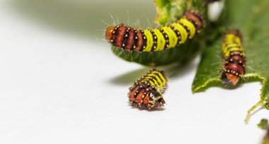Chalcosiine gün-uçan güve tırtıllar (Cyclosia panthona) üzerinde