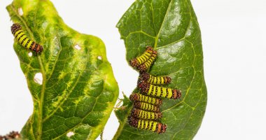 Chalcosiine gün-uçan güve tırtıllar (Cyclosia panthona) üzerinde