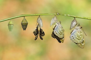 Ortak Arşidük buttterfly chrysalis (Lex ortaya çıktı.