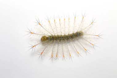 Ortak Arşidük buttterfly (Lexias pardalis Caterpillar