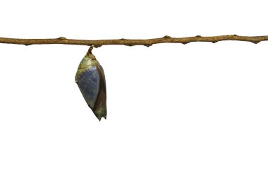 Ortak Arşidük buttterfly izole olgun chrysalis