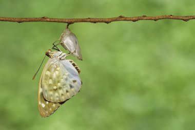 The Common Archduke buttterfly emerged butterfly from chrysalis  clipart