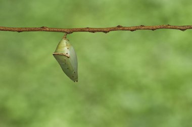 Ortak Arşidük buttterfly (Lexias pardalis jadeit Chrysalis