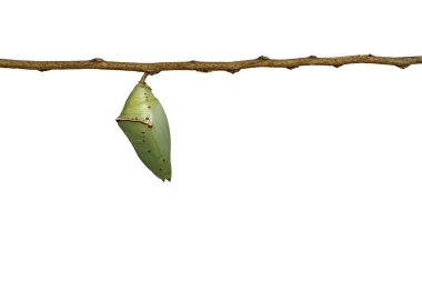 Isolated chrysalis of Common Archduke buttterfly ( Lexias pardal clipart