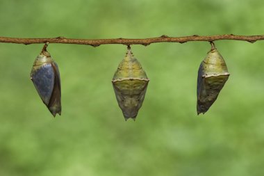 Ortak Arşidük buttterfly (Lexias pardalis j Chrysalis