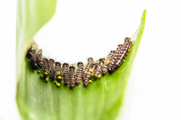 Oruga negra de mariposa común (Discophota sondai —  Fotos de Stock