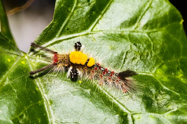 Brown Tussock Moth Olene mendosa — Stock Photo, Image