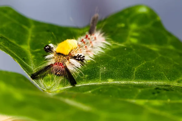 Marrón Tussock Moth Olene mendosa — Foto de Stock