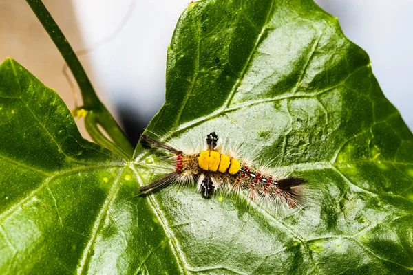 Brown Tussock Moth Olene mendosa — Stock fotografie