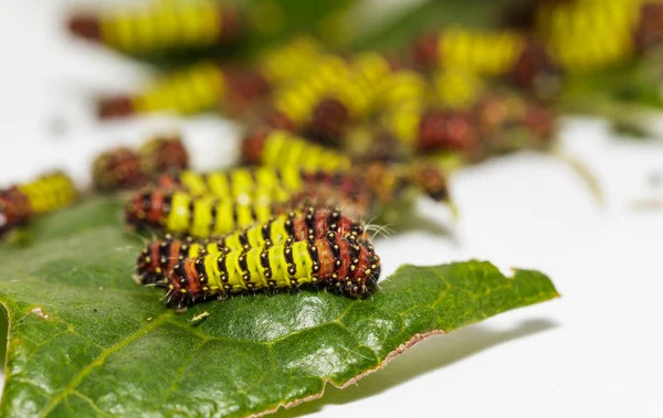 Chalcosiine dag-flygande mal larver (Cyclosia panthona) på — Stockfoto