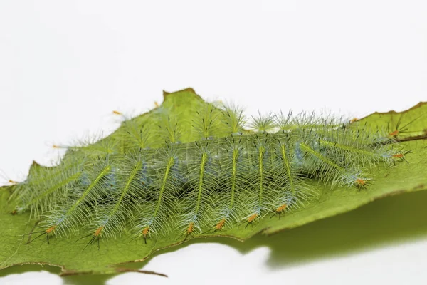 Bruco della farfalla comune arciduca (Lexias pardalis — Foto Stock