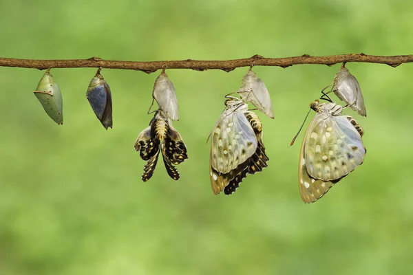 Se vynořil z kukly motýl společného arcivévoda — Stock fotografie