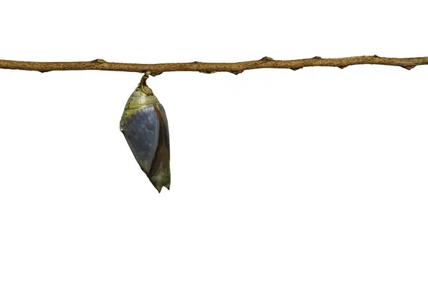 Isolated mature chrysalis of Common Archduke buttterfly — Stock Photo, Image