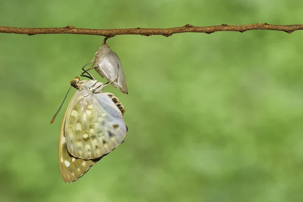 A borboleta do arquiduque comum emergiu da crisálida — Fotografia de Stock