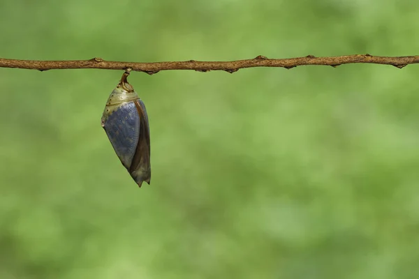 Chrysalis of the Common ArchDuke buttterfly (Lexias pardalis j — стоковое фото