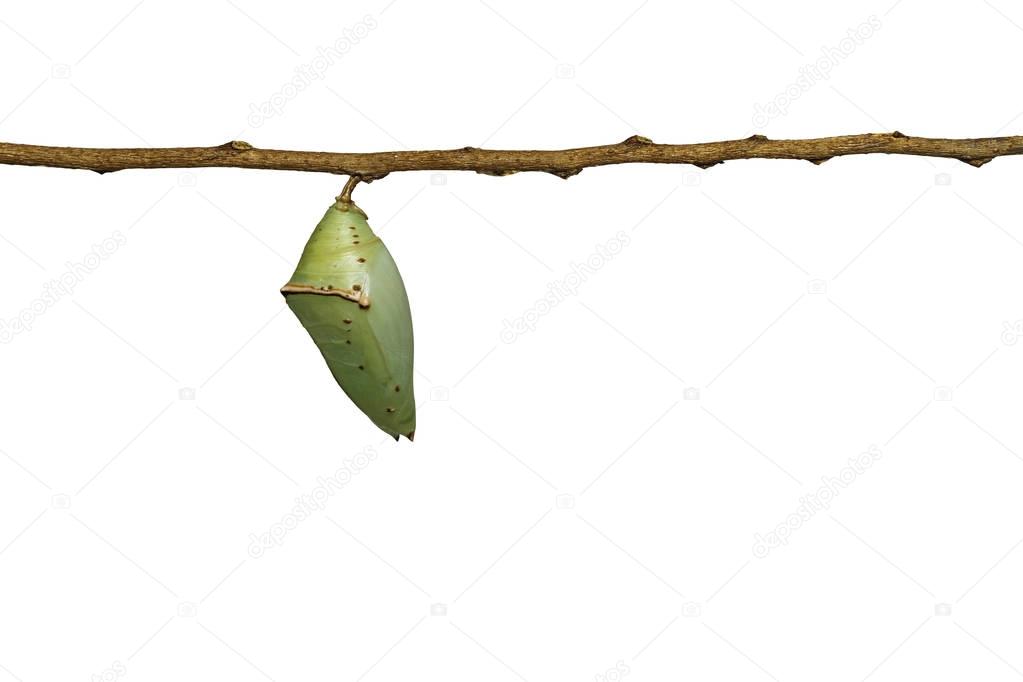 Isolated chrysalis of Common Archduke buttterfly ( Lexias pardal