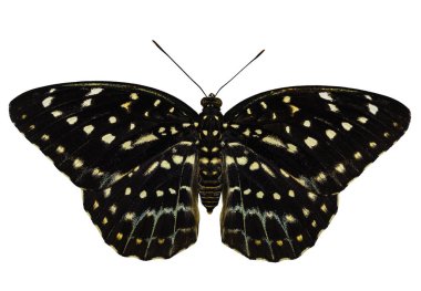 Kadın ortak Arşidük kelebek (Lexias pardalis j izole