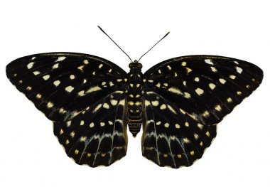 Isolated of female Common Archduke butterfly ( Lexias pardalis j clipart