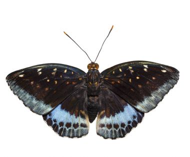 Isolated dorsal view of male Common Archduke butterfly ( Lexias  clipart