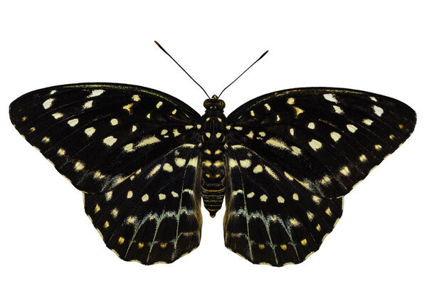 Isolated of female Common Archduke butterfly ( Lexias pardalis j