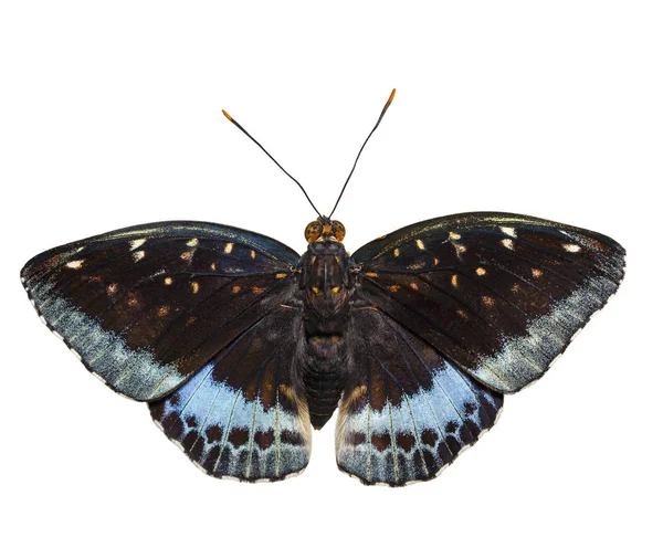 Isolated dorsal view of male Common Archduke butterfly ( Lexias — Stock Photo, Image