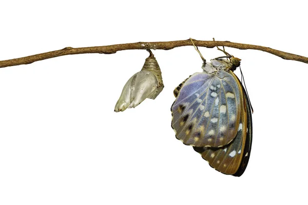 Borboleta comum isolada do arquiduque que emerge da crisálida (Lex — Fotografia de Stock