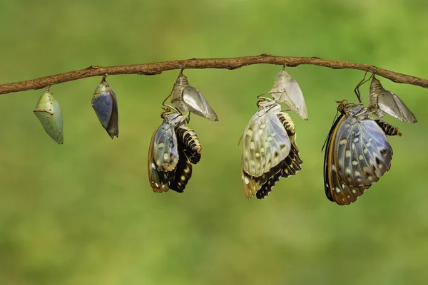 Transformatie van Common aartshertog vlinder voortgekomen uit chrysal — Stockfoto