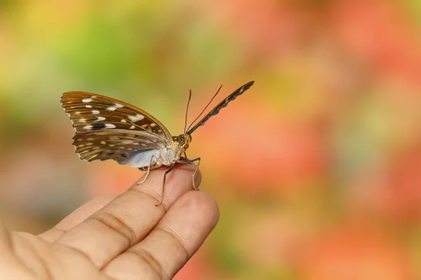 Często Archduck motyl spoczywała na ludzką ręką — Zdjęcie stockowe