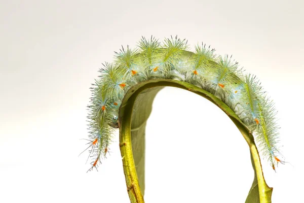 Caterpillar al Arhiducelui Comun fluture mergând pe frunze — Fotografie, imagine de stoc