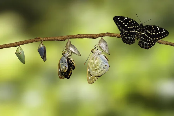 Dönüştürme chrysa ortaya çıkan ortak Arşidük kelebek — Stok fotoğraf