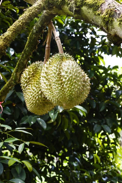 Durian op de vertakking van de beslissingsstructuur in boomgaard — Stockfoto