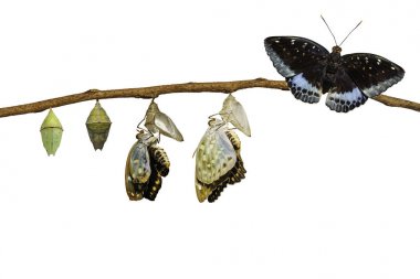 Erkek ortak Arşidük kelebek emergi izole dönüşümü