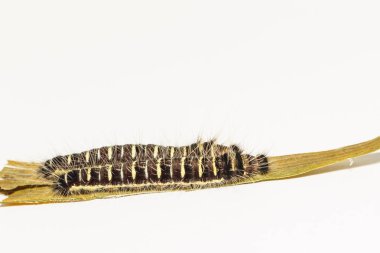 Ortak beceriksiz kelebek (Discophota sondai siyah tırtıl