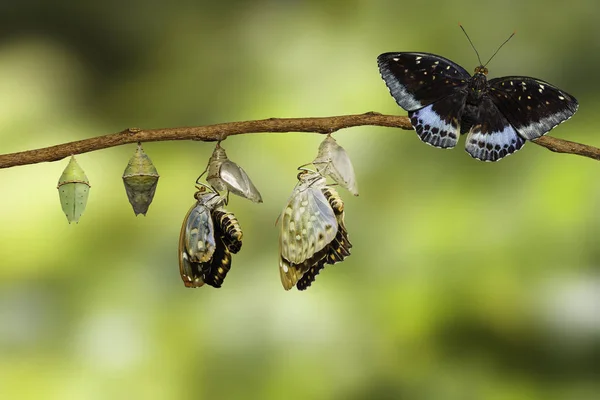 Transformación de la mariposa Archiduque Común Masculino emergiendo de c — Foto de Stock