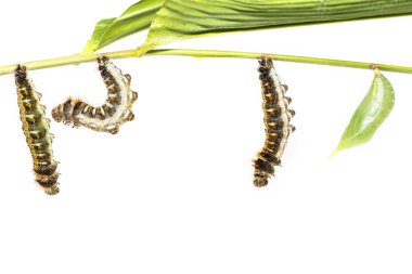 Ortak beceriksiz bu için kozadaki tırtıl gelen dönüşümü