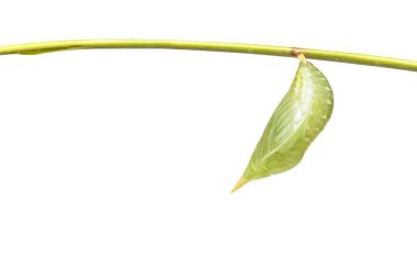 Ortak beceriksiz kelebek (Discophota sonda izole chrysalis