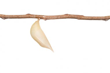 Ortak beceriksiz kelebek (Discophota sonda izole chrysalis