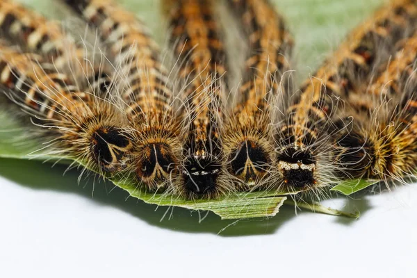 Svart larv av gemensamma odugling fjäril (Discophota sondai — Stockfoto