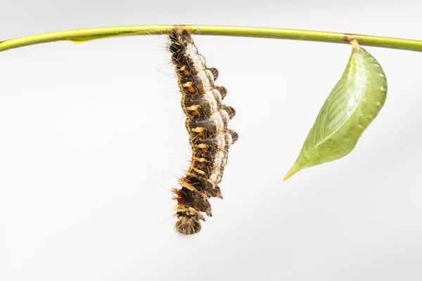 Crisálida y oruga negra de mariposa común (Dis — Foto de Stock