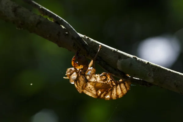 Cicada shell hang on twig with light — Stock Photo, Image