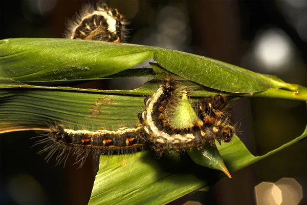 Black caterpillar of common duffer butterfly ( Discophota sondai — Stock Photo, Image