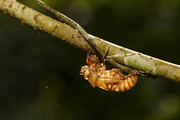 Cicada shell hang on twig with light — Stock Photo, Image