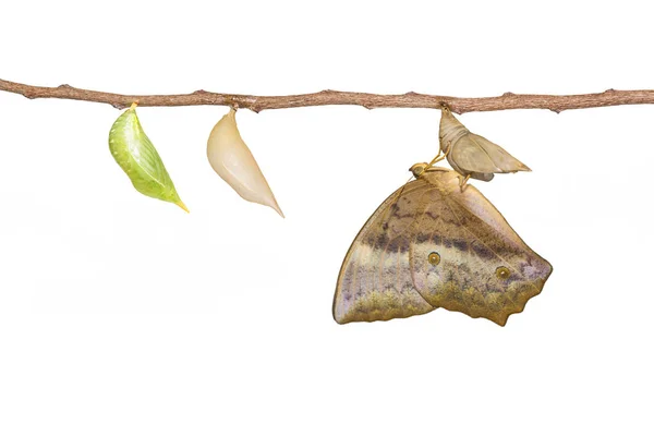 Isoliert auftretende und Chrysalis des Gemeinen Staubfalters (dis — Stockfoto