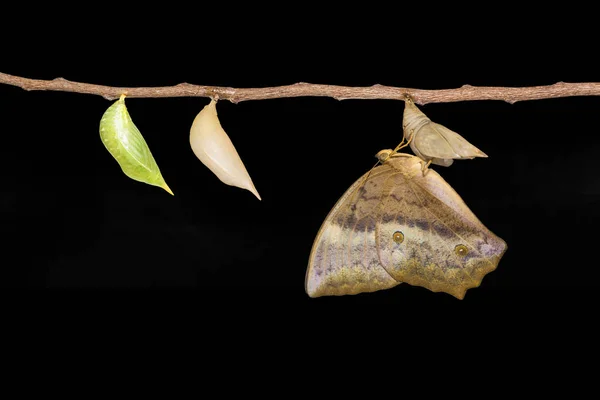 Emergente e crisalide di farfalla comune duffer (Discophota s — Foto Stock